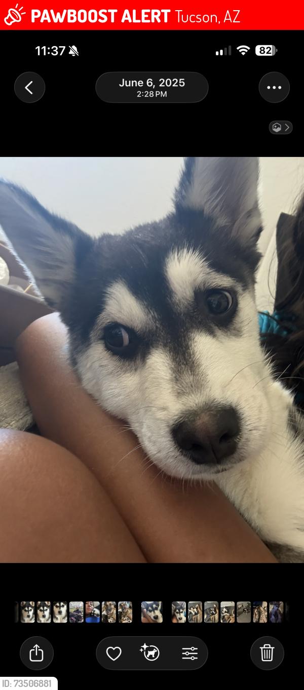 Lost Female Dog last seen 22nd street, and 6th ave Tucson az, Tucson, AZ 85701