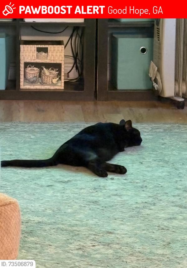 Lost Male Cat last seen Chandler Rd., Good Hope, GA 30641