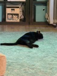 Lost Male Cat last seen Chandler Rd., Good Hope, GA 30641