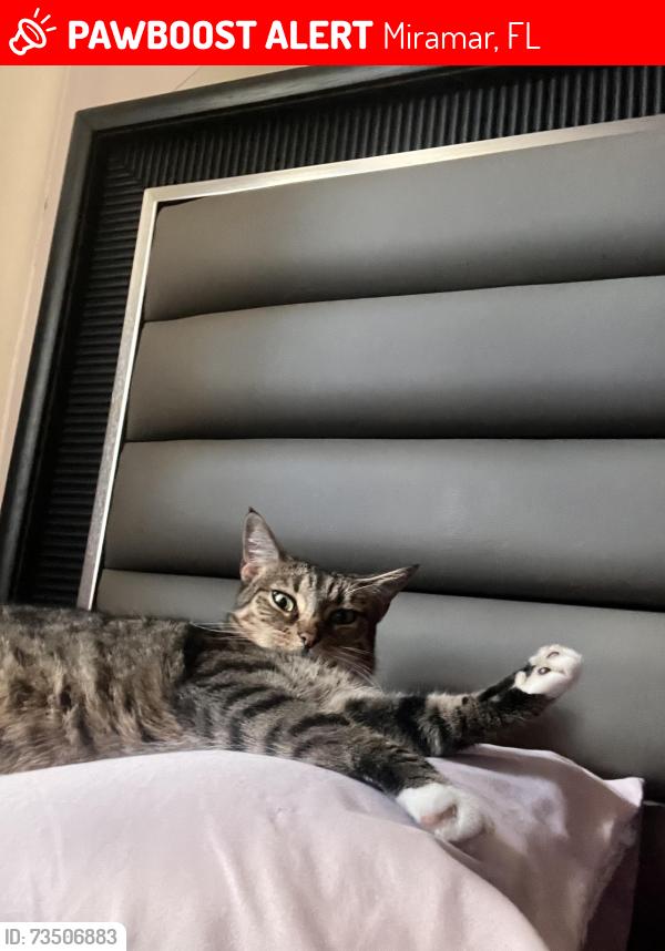 Lost Female Cat last seen Fairway Elementary, Miramar, FL 33023