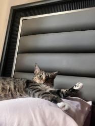 Lost Female Cat last seen Fairway Elementary, Miramar, FL 33023
