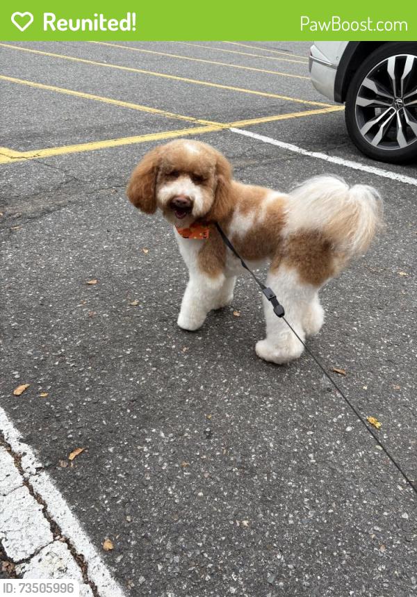 Reunited Male Dog last seen Irene Ave in Kannapolis, Kannapolis, NC 28083