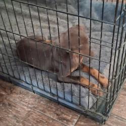 Found/Stray Male Dog last seen Clay ave ,between villa and minniwawa, Fresno, CA 93727