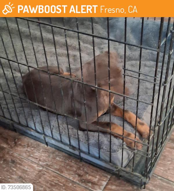 Found/Stray Male Dog last seen Clay ave ,between villa and minniwawa, Fresno, CA 93727
