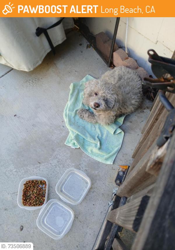 Found/Stray Male Dog last seen 10th and gladys, Long Beach, CA 90804