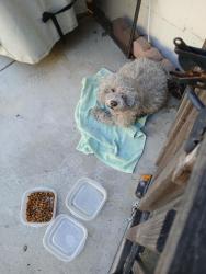 Found/Stray Male Dog last seen 10th and gladys, Long Beach, CA 90804