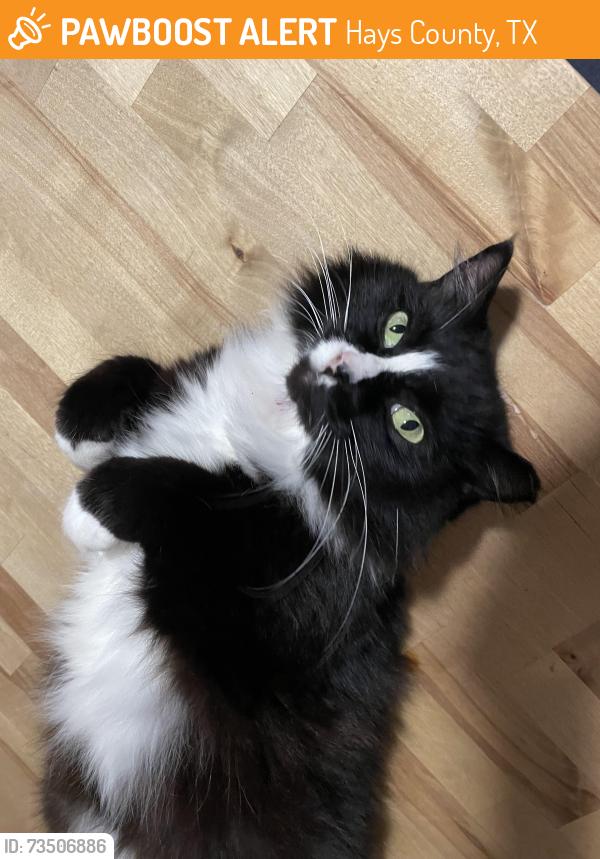 Found/Stray Female Cat last seen On Prleety, Hays County, TX 78676