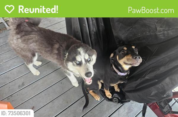 Reunited Male Dog last seen Baldwin Rd & Brocker Rd, Metamora, MI 48455