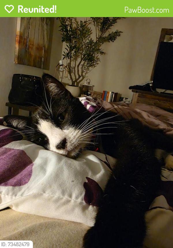 Reunited Male Cat last seen Lamp Lighter Ct and Timberlake Drive, Azle, TX 76020