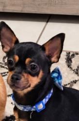 Reunited Male Dog last seen Hancock and cuontry club blvd, Cape Coral, FL 33990