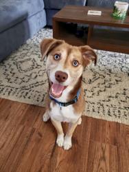Reunited Male Dog last seen Oak Ridge Country Club ests, Oak Ridge, TN 37830