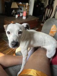 Lost Male Dog last seen 22nd, burwell/ 23rd vorster ave., Louisville, KY 40210