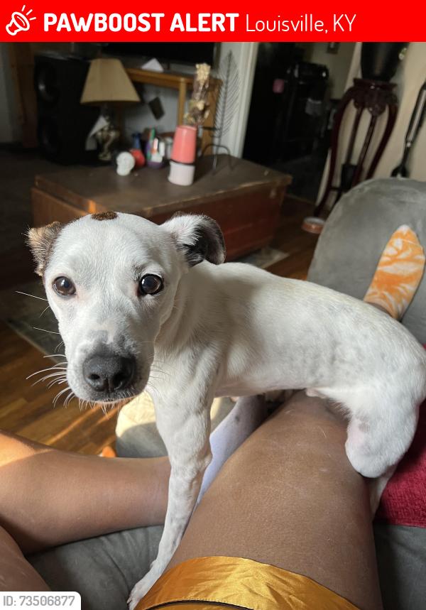 Lost Male Dog last seen 22nd, burwell/ 23rd vorster ave., Louisville, KY 40210