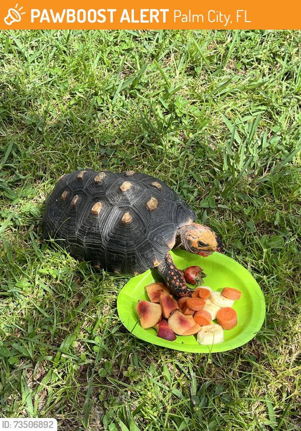 Found/Stray Female Reptile last seen Palm City, Palm City, FL 34990
