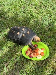 Found/Stray Female Reptile last seen Palm City, Palm City, FL 34990