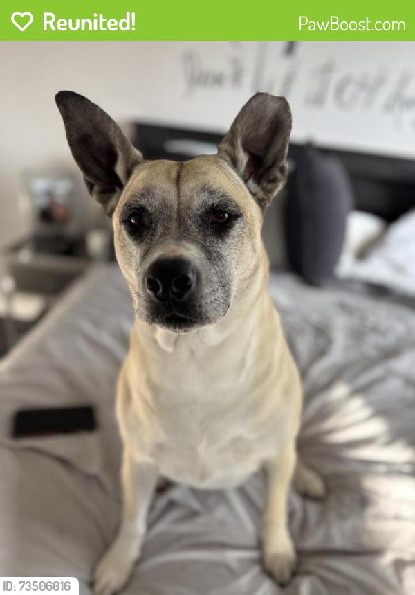 Reunited Female Dog last seen Near Carter Dr, Chattanooga, TN 37415, USA, Chattanooga, TN 37415