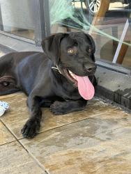 Found/Stray Male Dog last seen Central and Roeser, Phoenix, AZ 85040