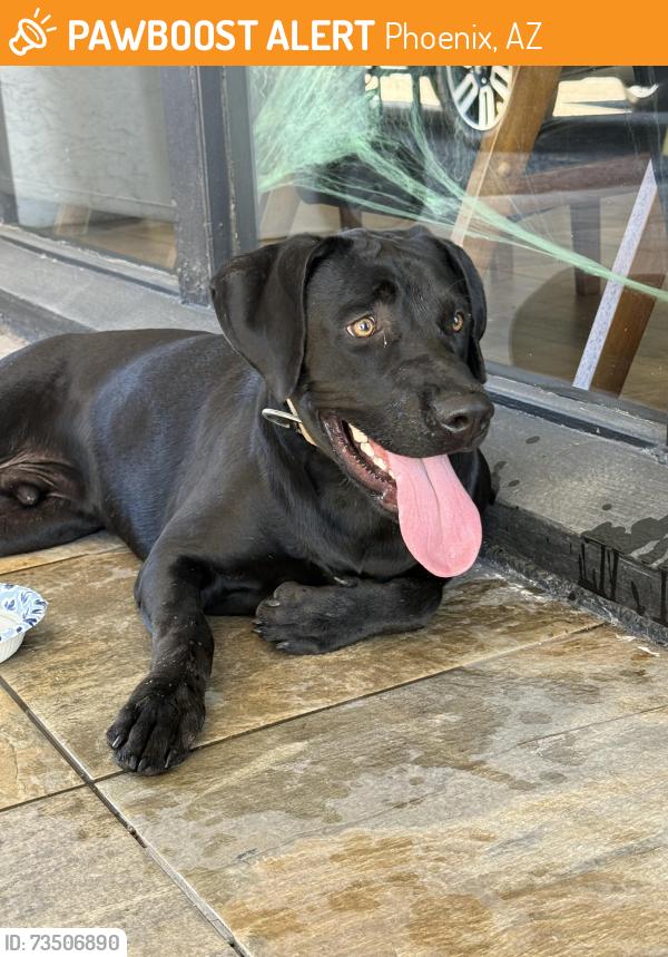 Found/Stray Male Dog last seen Central and Roeser, Phoenix, AZ 85040