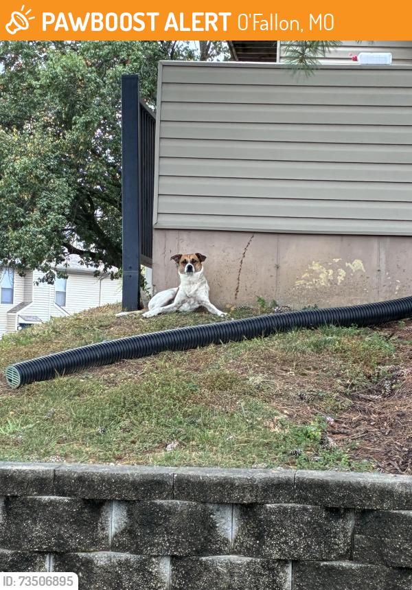 Found/Stray Unknown Dog last seen Westchester Village Apartments, O'Fallon, MO 63366