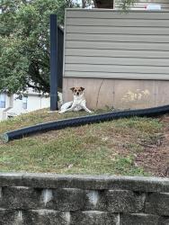 Found/Stray Unknown Dog last seen Westchester Village Apartments, O'Fallon, MO 63366