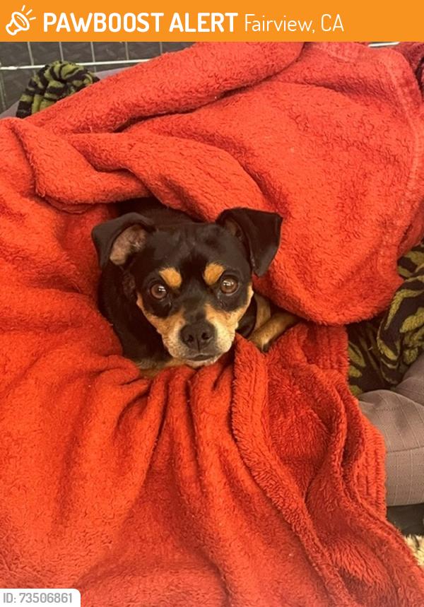 Found/Stray Male Dog last seen Fairview, CA, Fairview, CA 94541