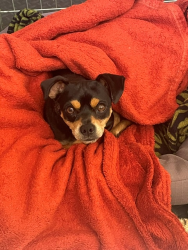 Found/Stray Male Dog last seen Fairview, CA, Fairview, CA 94541