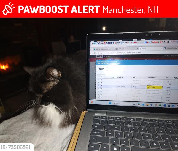 Lost Male Cat last seen Small Street, Manchester, NH 03109