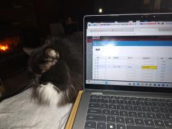 Lost Male Cat last seen Small Street, Manchester, NH 03109