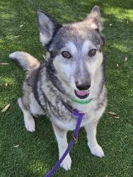Shelter Stray Female Dog last seen , 1850 W 60th St, Los Angeles, CA 90047, USA