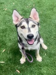 Shelter Stray Female Dog last seen , 1850 W 60th St, Los Angeles, CA 90047, USA
