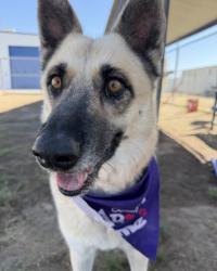 Shelter Stray Female Dog last seen Near BLOCK YUCCA WAY, LAKE ISABELLA CA 93283, 3951 Fruitvale Ave, Bakersfield, CA 93308, USA