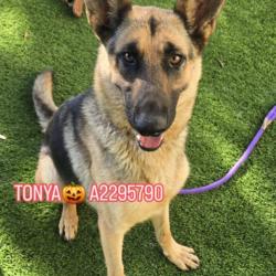 Shelter Stray Female Dog last seen , 1850 W 60th St, Los Angeles, CA 90047, USA