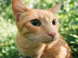 Shelter Stray Male Cat last seen , 1850 W 60th St, Los Angeles, CA 90047, USA
