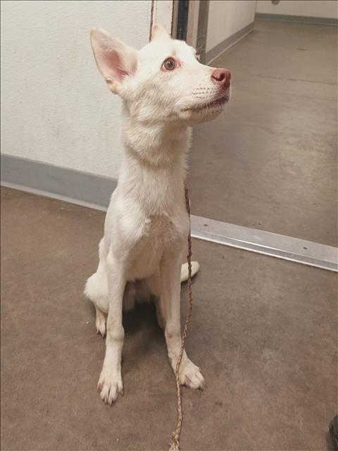 Shelter Stray Male Dog last seen , 1850 W 60th St, Los Angeles, CA 90047, USA