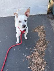 Shelter Stray Female Dog last seen , 11361 W Pico Blvd, Los Angeles, CA 90064, USA