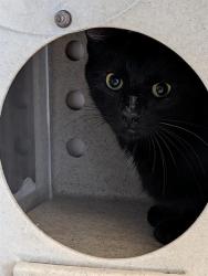 Shelter Stray Female Cat last seen , 600 Aviation Dr, Camarillo, CA 93010, USA