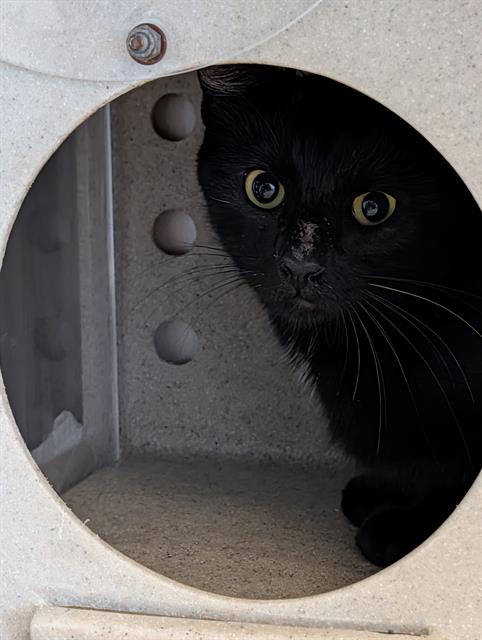 Shelter Stray Female Cat last seen , 600 Aviation Dr, Camarillo, CA 93010, USA
