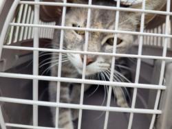 Shelter Stray Female Cat last seen , 957 N Gaffey St, San Pedro, CA 90731, USA