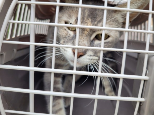 Shelter Stray Female Cat last seen , 957 N Gaffey St, San Pedro, CA 90731, USA
