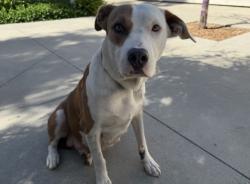 Shelter Stray Female Dog last seen , 957 N Gaffey St, San Pedro, CA 90731, USA