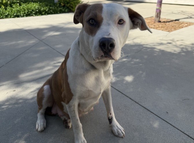 Shelter Stray Female Dog last seen , 957 N Gaffey St, San Pedro, CA 90731, USA