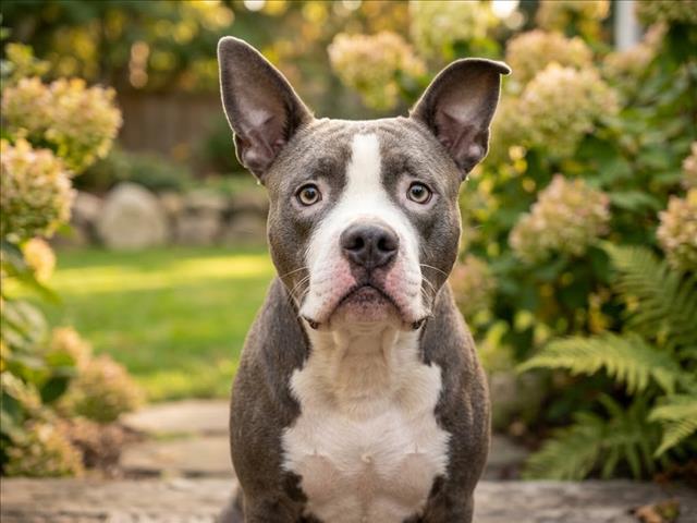 Shelter Stray Male Dog last seen , 957 N Gaffey St, San Pedro, CA 90731, USA