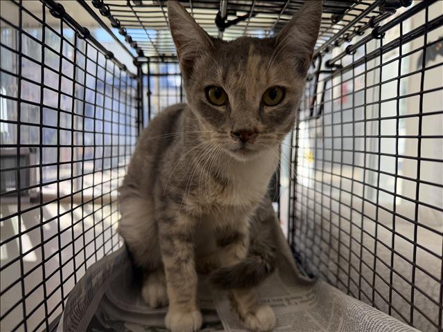 Shelter Stray Female Cat last seen , 957 N Gaffey St, San Pedro, CA 90731, USA