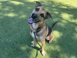 Shelter Stray Male Dog last seen , 14409 Vanowen St, Van Nuys, CA 91405, USA