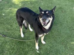 Shelter Stray Female Dog last seen , 14409 Vanowen St, Van Nuys, CA 91405, USA