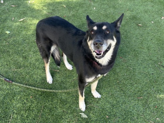 Shelter Stray Female Dog last seen , 14409 Vanowen St, Van Nuys, CA 91405, USA