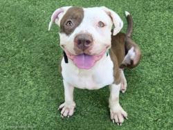 Shelter Stray Male Dog last seen , 14409 Vanowen St, Van Nuys, CA 91405, USA