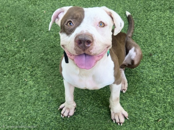 Shelter Stray Male Dog last seen , 14409 Vanowen St, Van Nuys, CA 91405, USA