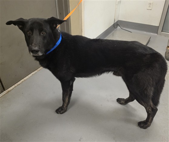 Shelter Stray Male Dog last seen SAN JUAN AND SANTA TERESA, HEMET CITY, 581 S Grand Ave, San Jacinto, CA 92582, USA