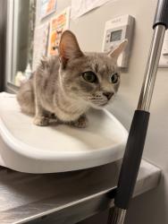 Shelter Stray Female Cat last seen Near BLOCK DE WAIDE AVE, HEMET CITY, 581 S Grand Ave, San Jacinto, CA 92582, USA